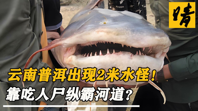 云南板桥水怪最新动态揭秘🔍