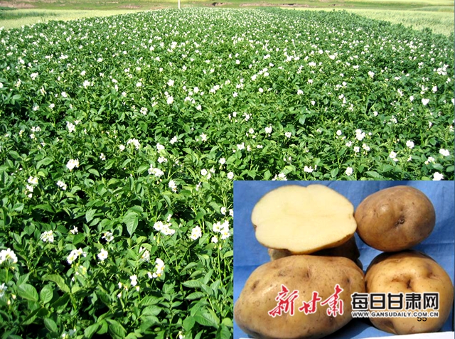 甘肃新鲜资讯,甘肃新鲜资讯，探索自然美景的旅行，寻找内心的平和