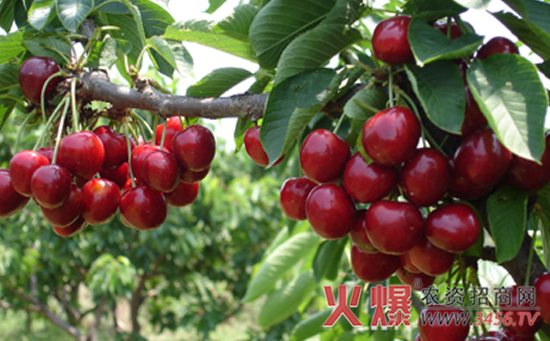 科技引领下的樱桃产业革新之旅，最新樱桃种植技术探讨