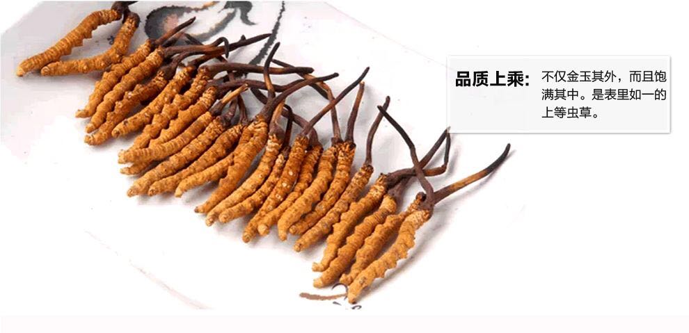 冬虫草最新资讯，探索生命力，自信成长与变化之路