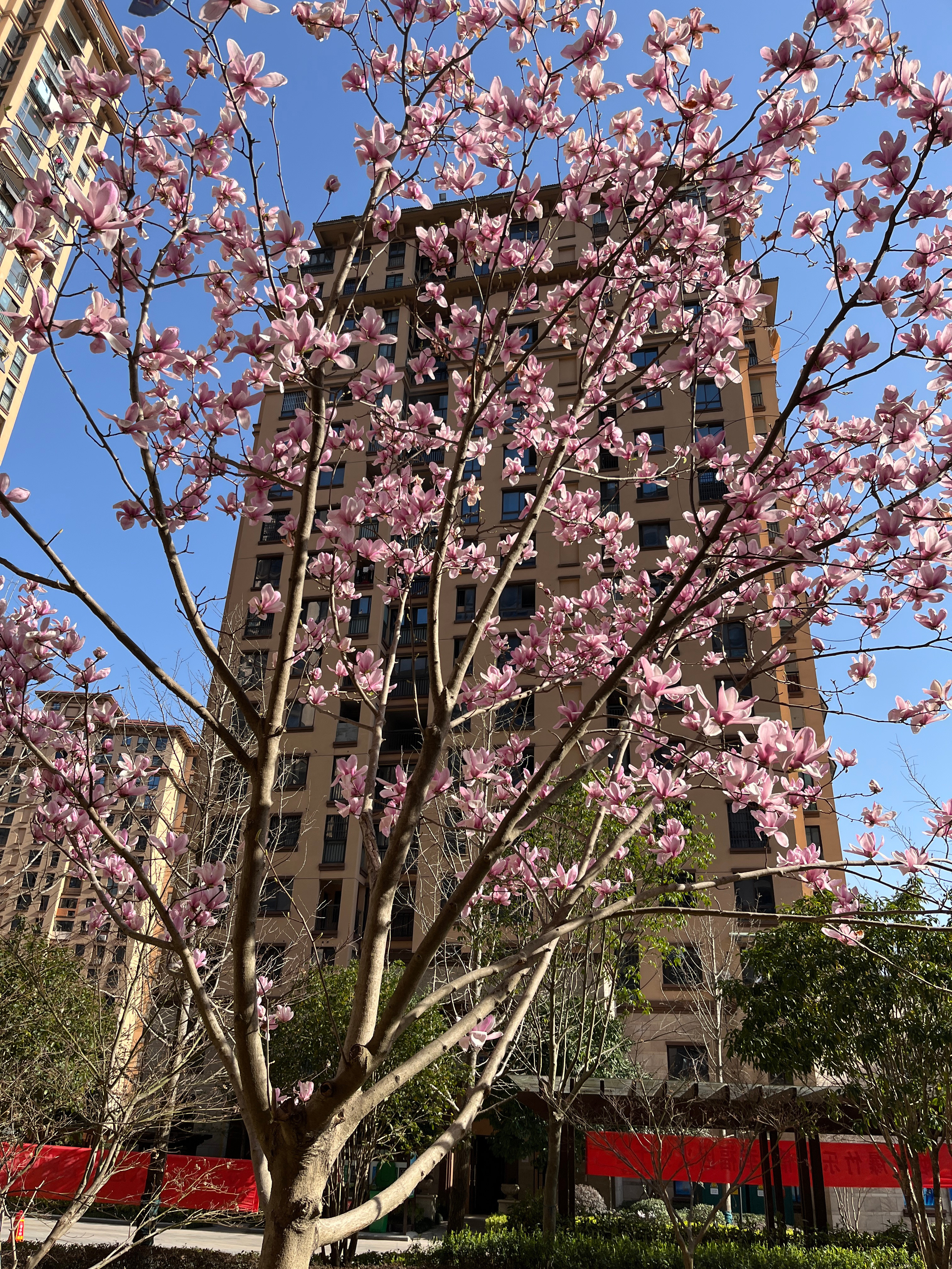 春暖花开新地址，时代变迁中的记忆繁衍之地