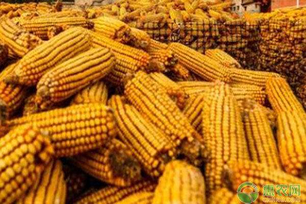 玉米最新价格动态，变化中的学习、自信与力量