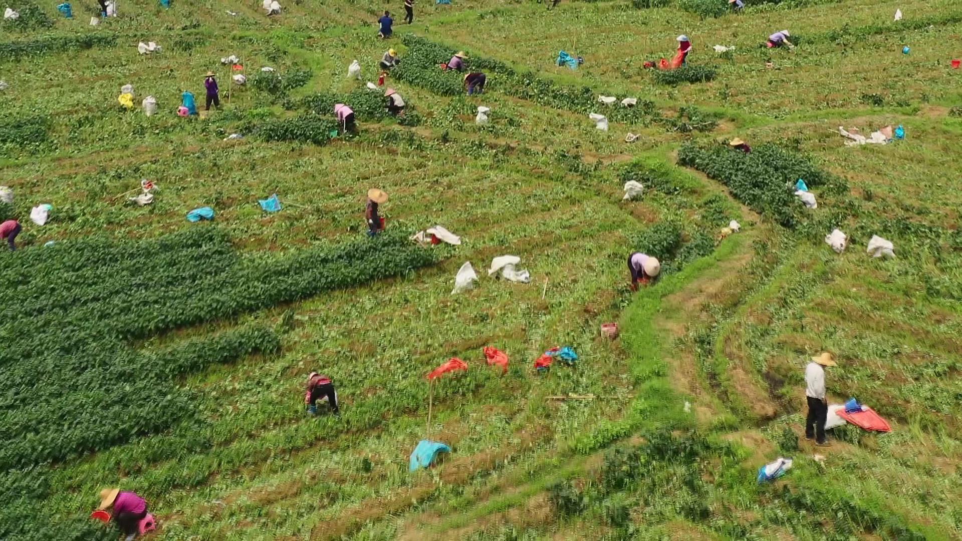 最新土地政策重塑土地价值，推动国家发展助力乡村振兴