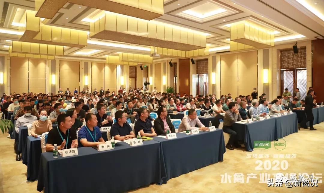 水禽网鸭产品行情深度解析与论述