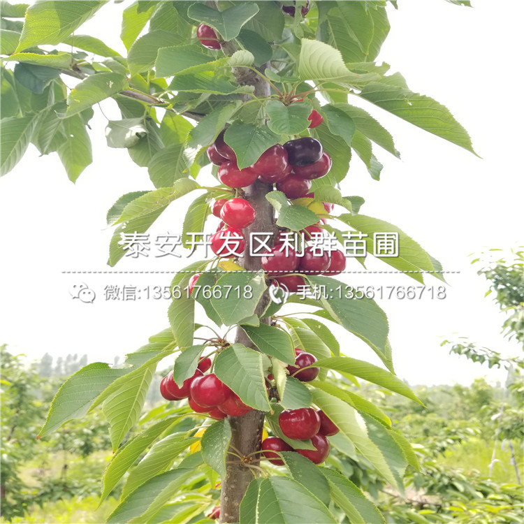 大青叶价格信息，科技与生活的新纽带