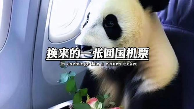 熊猫yy最新动态，萌态百出，惊喜连连！
