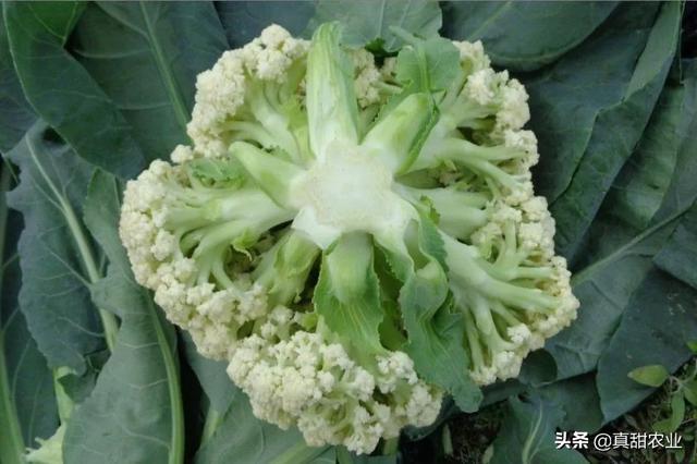 小巷深处的最新花菜味蕾惊喜